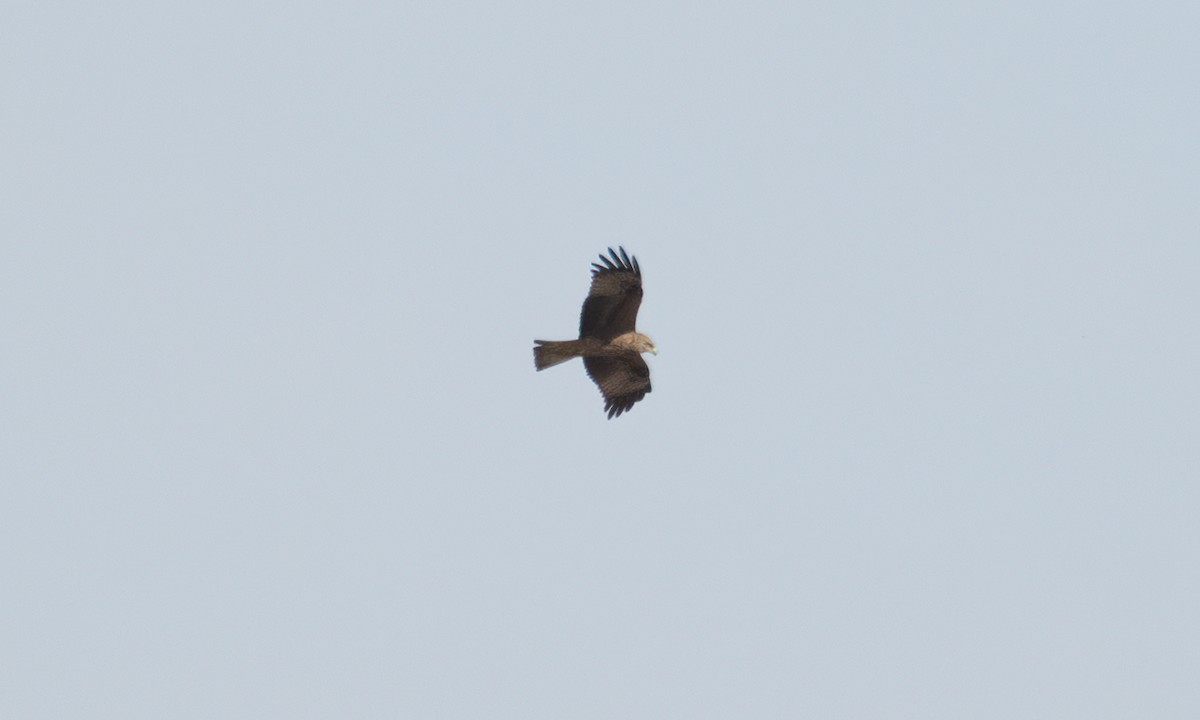 Black Kite (Black) - ML638164968