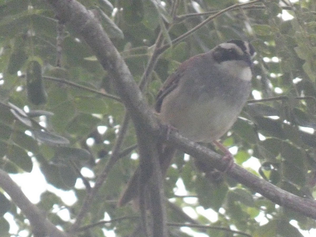Stripe-headed Sparrow - ML638164969