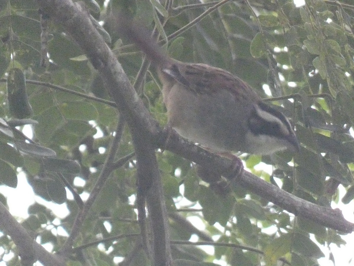 Stripe-headed Sparrow - ML638164970