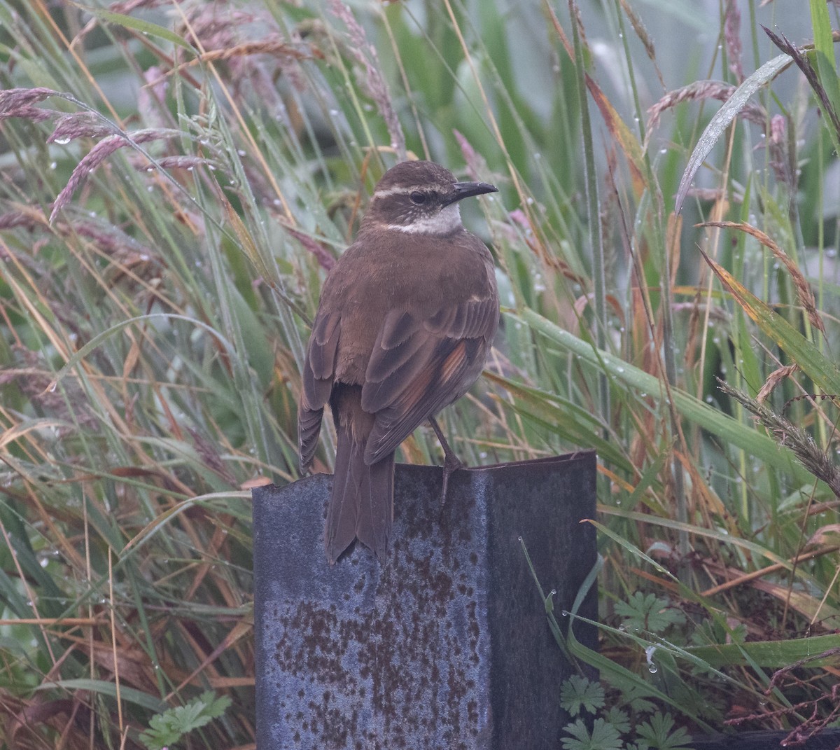 Stout-billed Cinclodes - ML638164985
