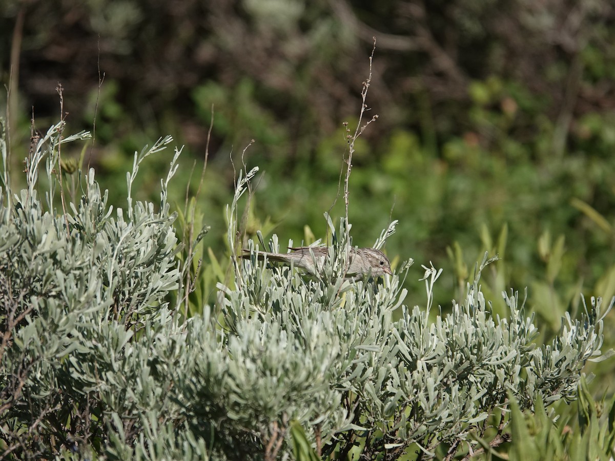 Brewer's Sparrow - ML638164987