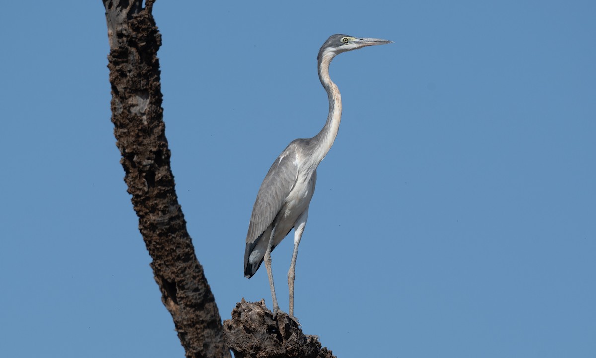 Black-headed Heron - ML638165004
