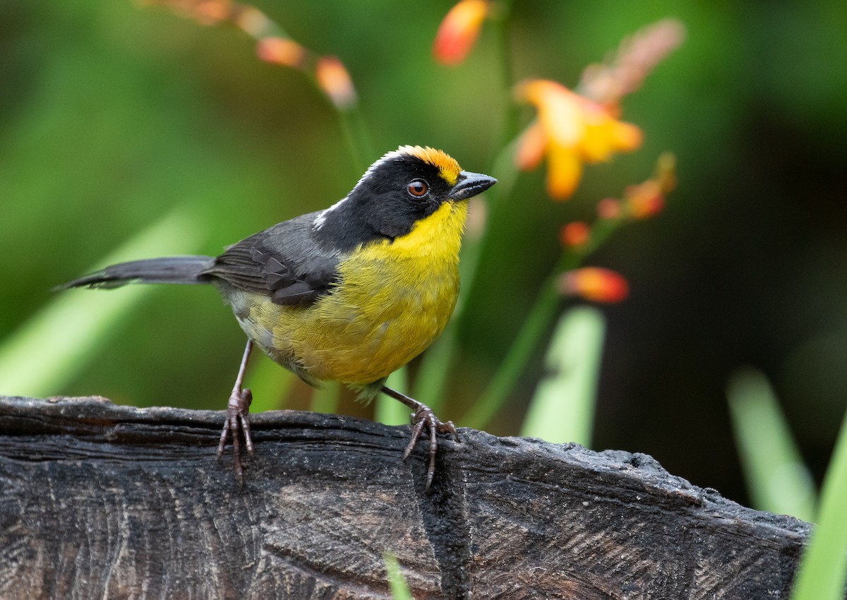 Pale-naped Brushfinch - ML638165028