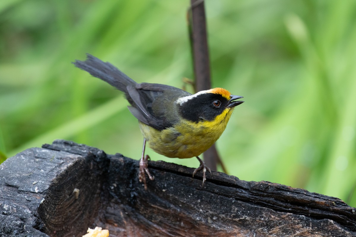 Pale-naped Brushfinch - ML638165029