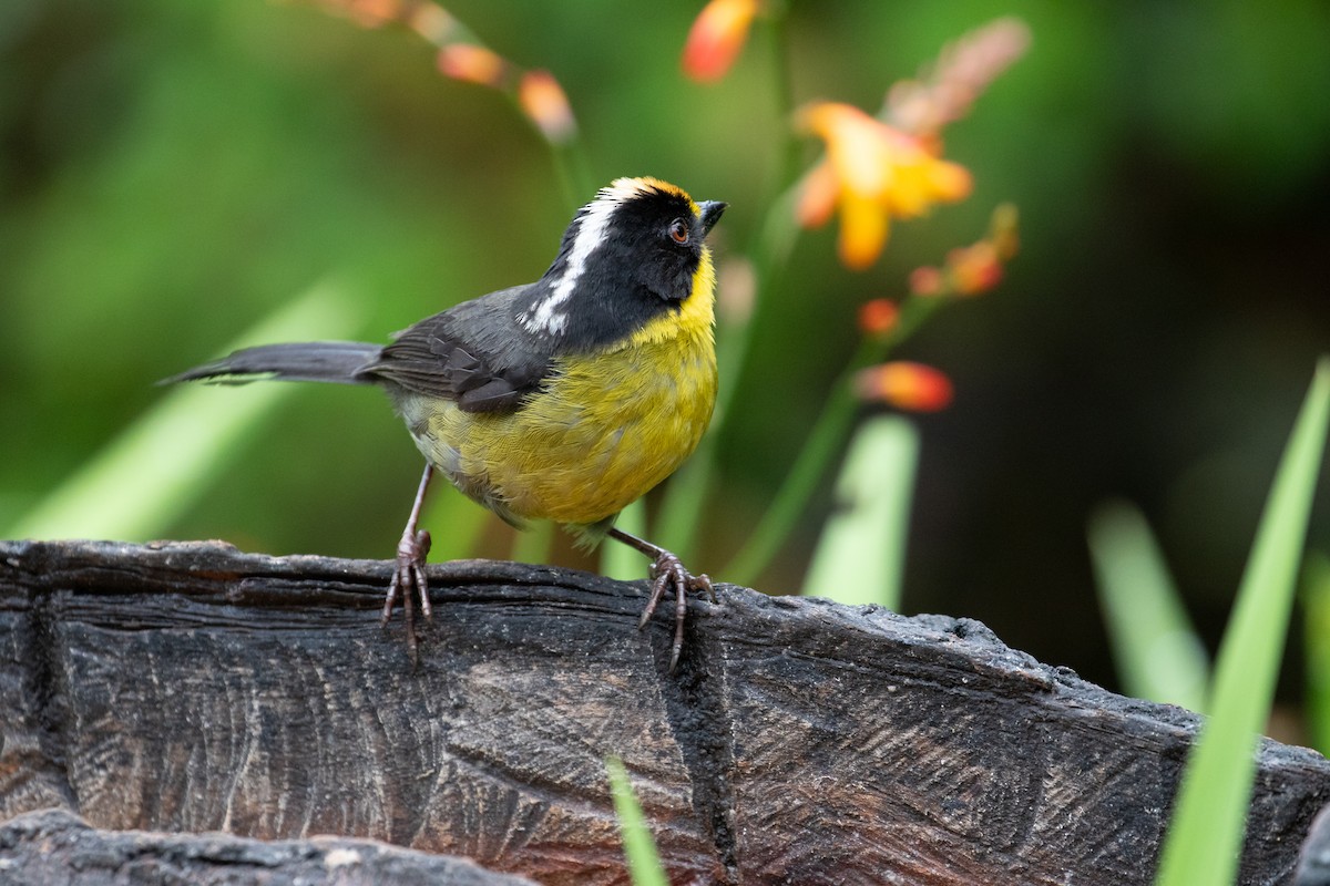 Pale-naped Brushfinch - ML638165030