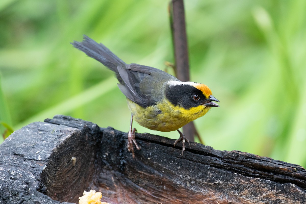 Pale-naped Brushfinch - ML638165031