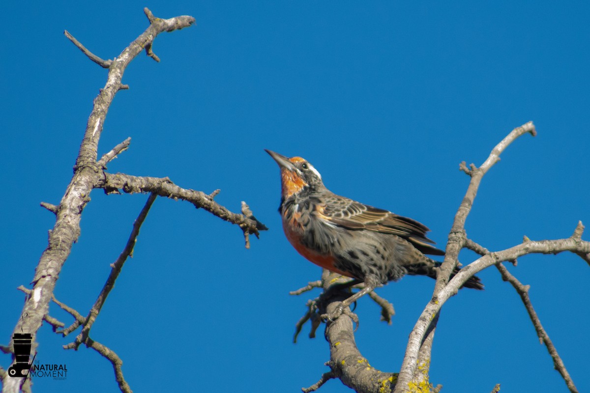 Long-tailed Meadowlark - ML638165058
