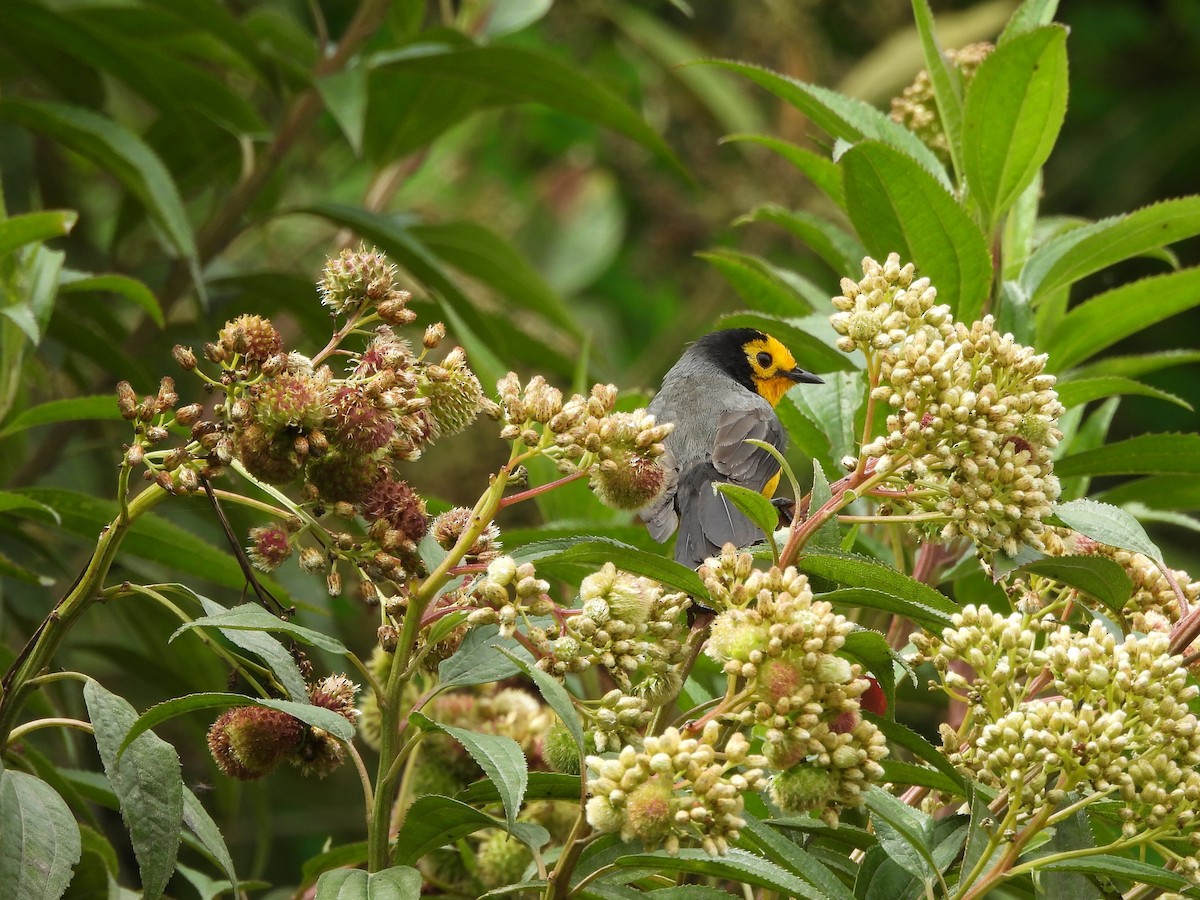 Golden-fronted Redstart (Golden-fronted) - ML638165061