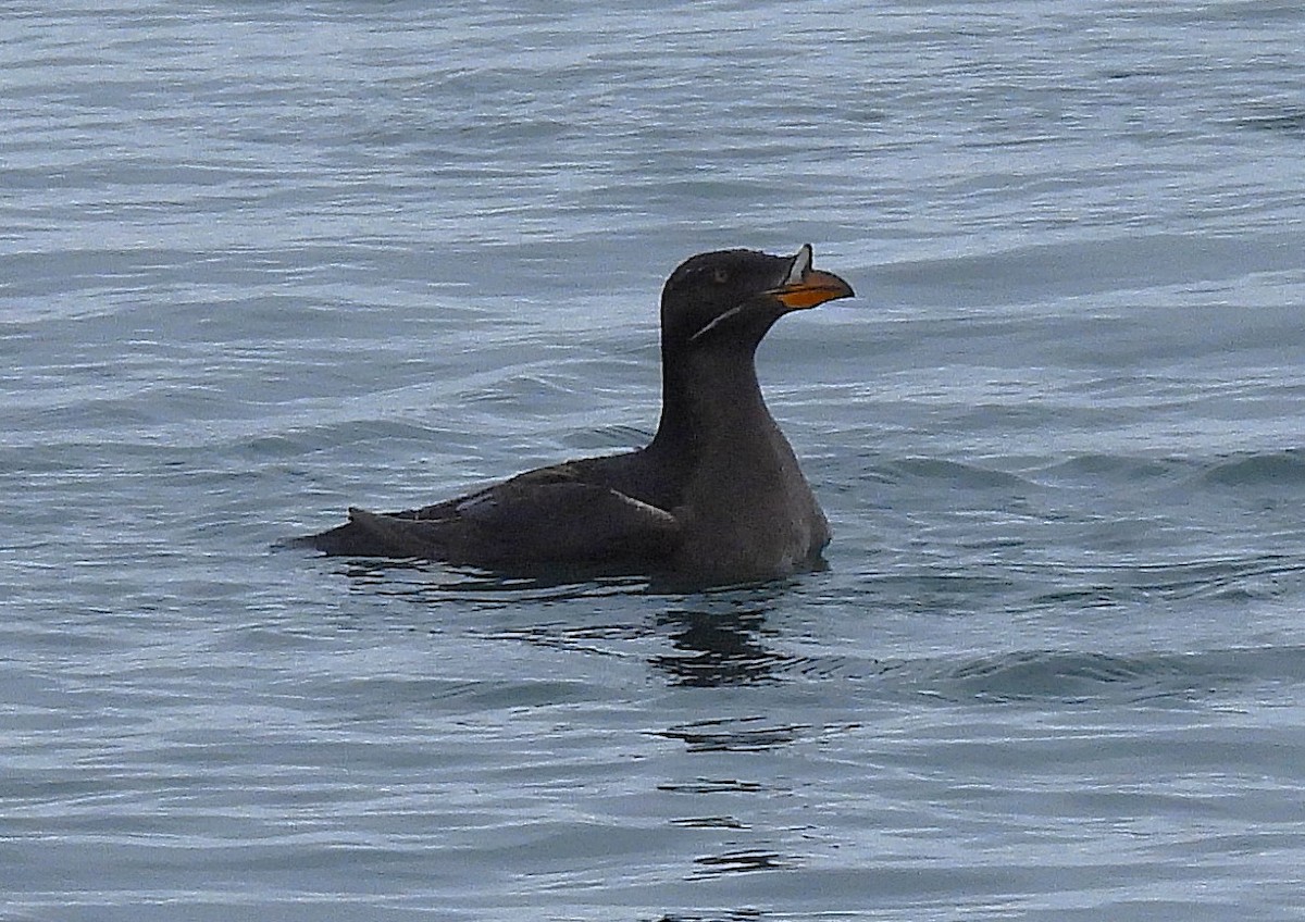 Rhinoceros Auklet - ML638165069