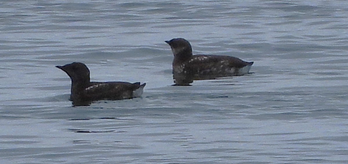 Marbled Murrelet - ML638165135