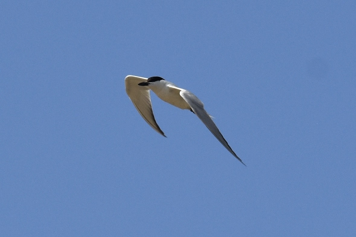 ハシブトアジサシ - ML638165158