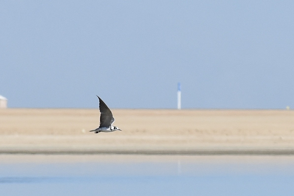ハシグロクロハラアジサシ - ML638165168
