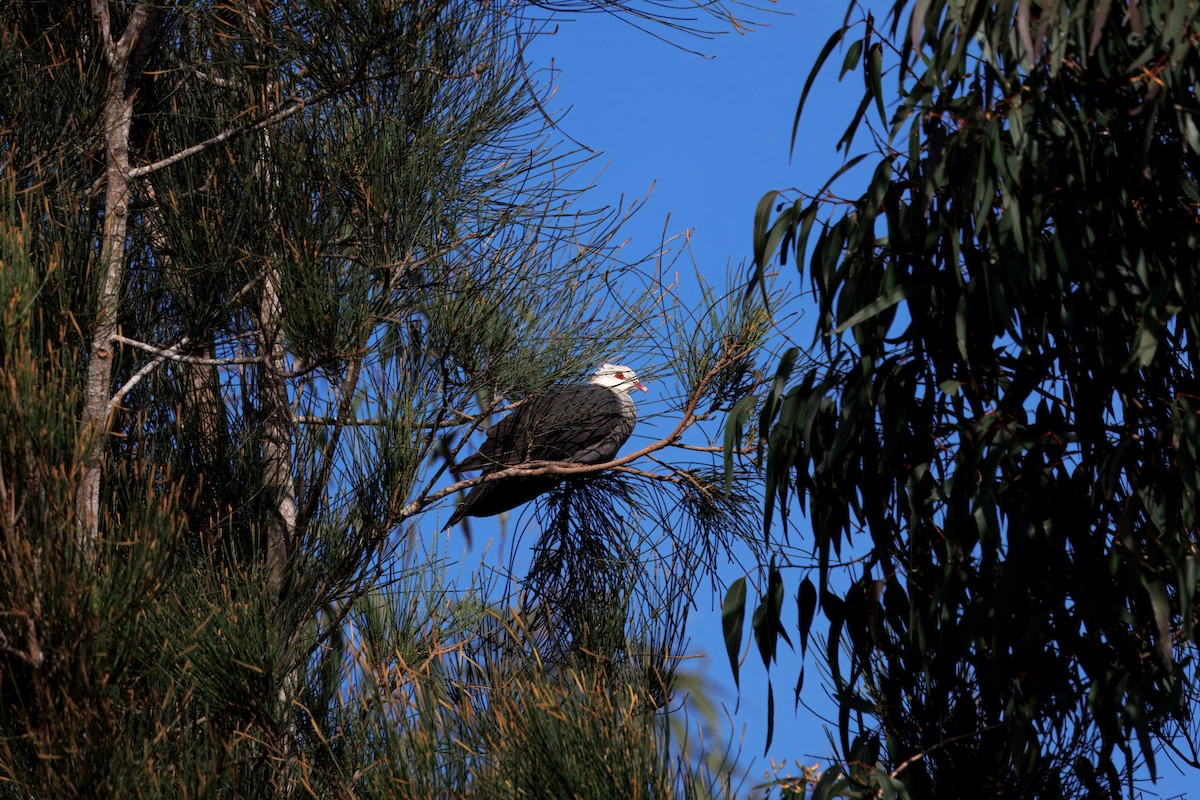 White-headed Pigeon - ML638165196