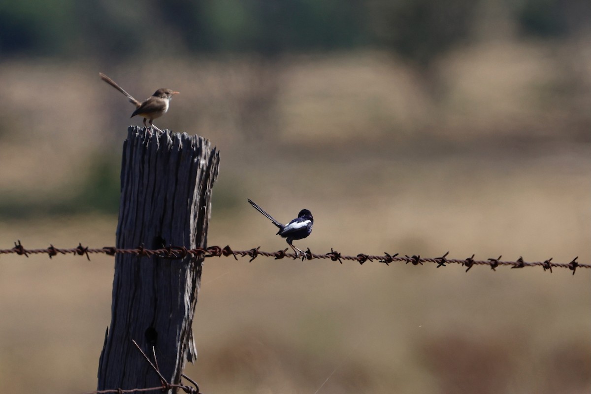 White-winged Fairywren - ML638165258