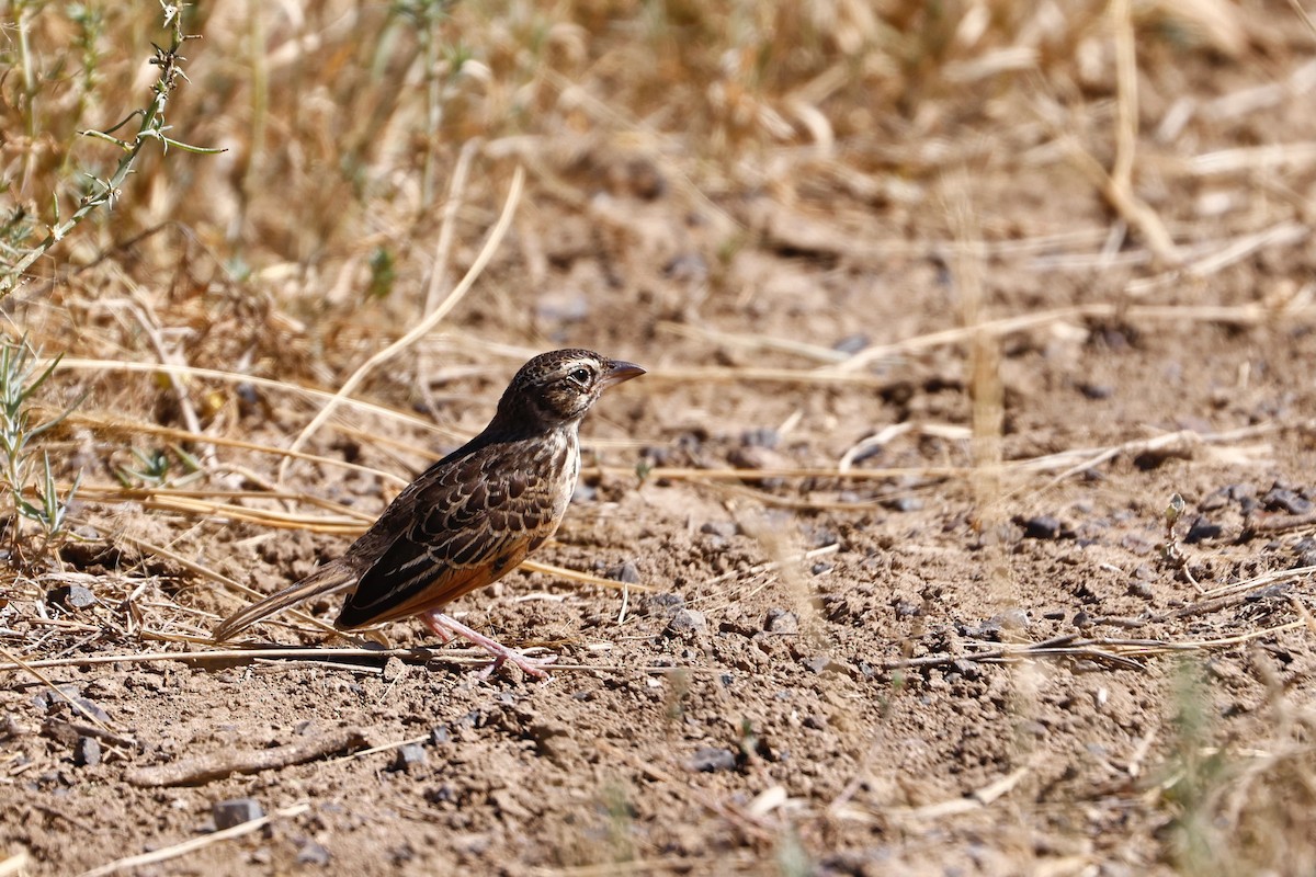 Singing Bushlark (Australasian) - ML638165266