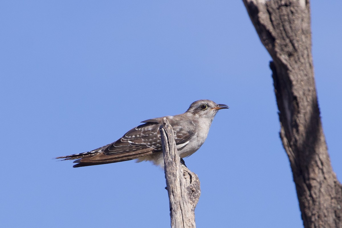 Pallid Cuckoo - ML638165287
