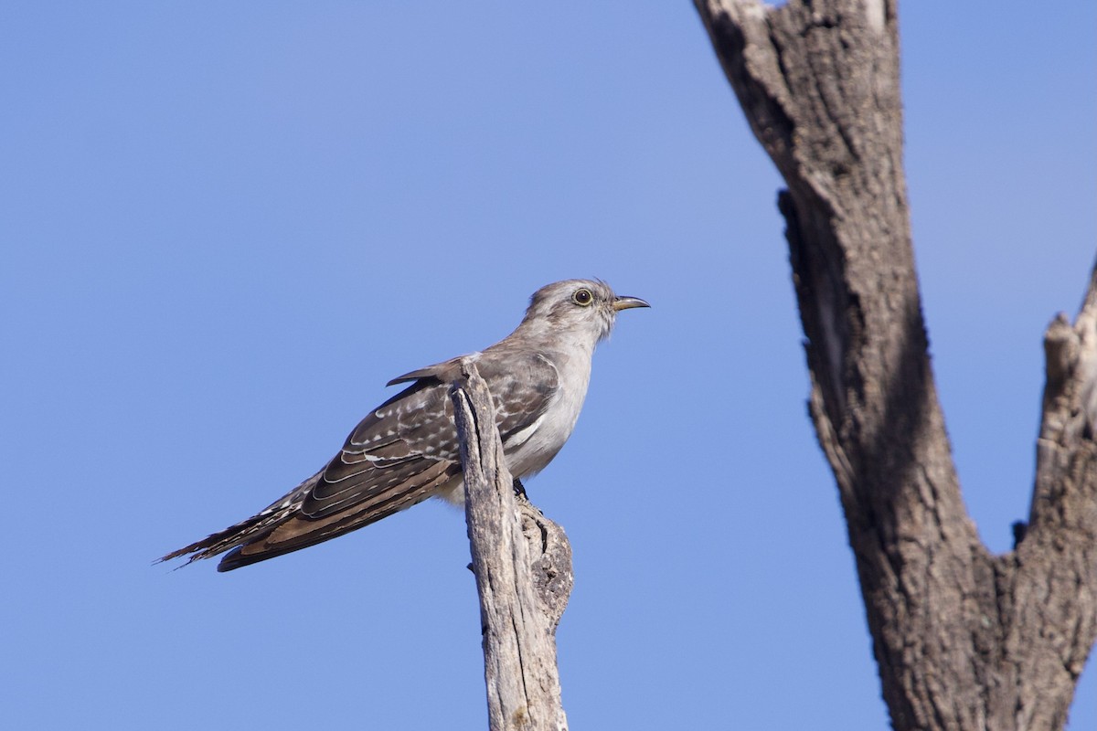 Pallid Cuckoo - ML638165288