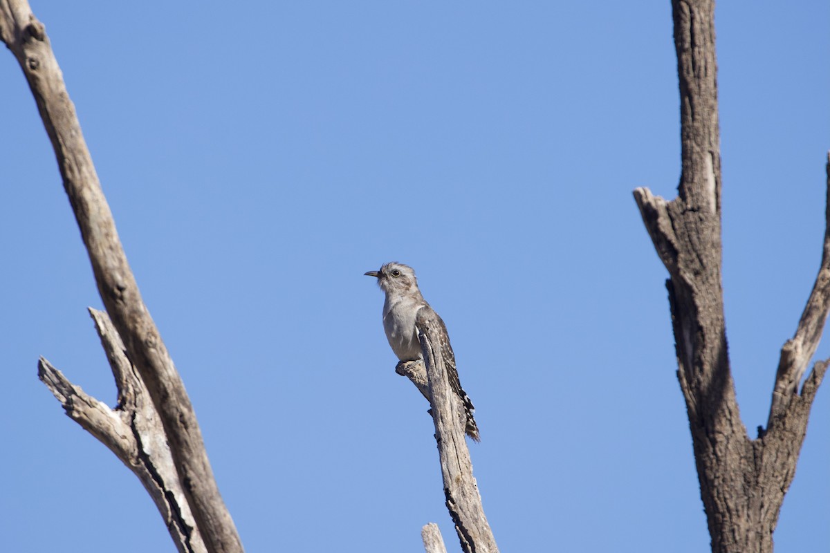 Pallid Cuckoo - ML638165289