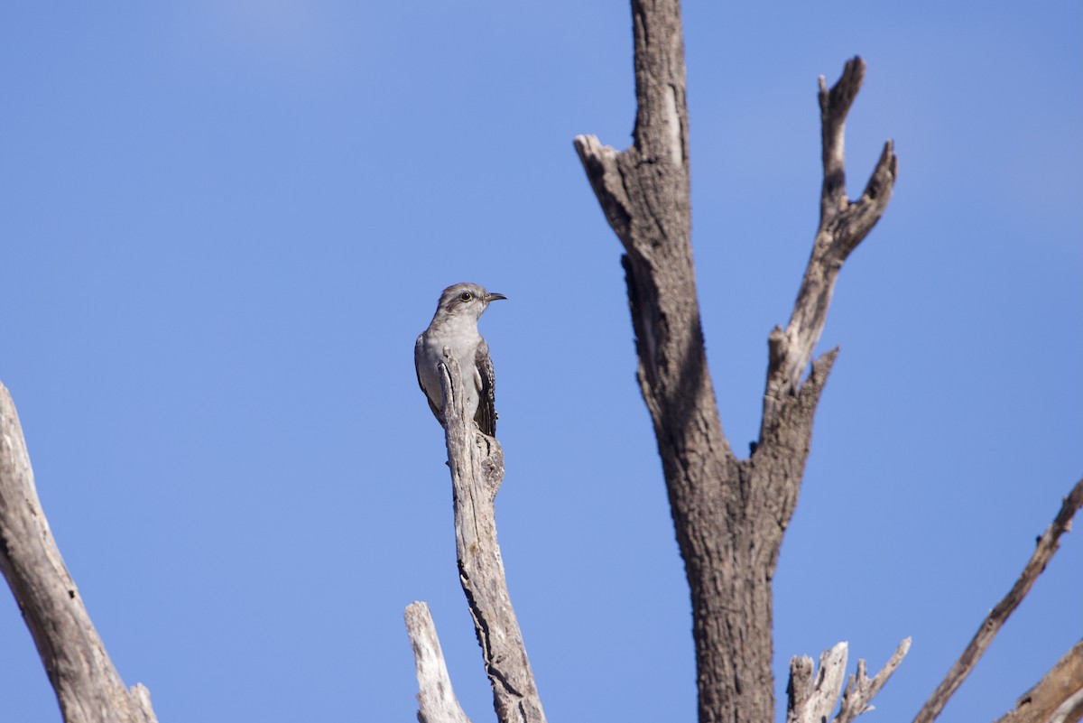 Pallid Cuckoo - ML638165291