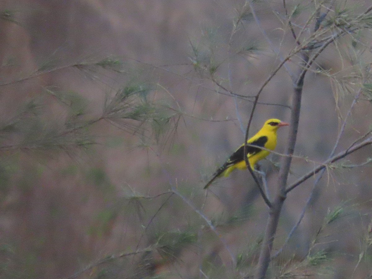 Indian Golden Oriole - ML638165303