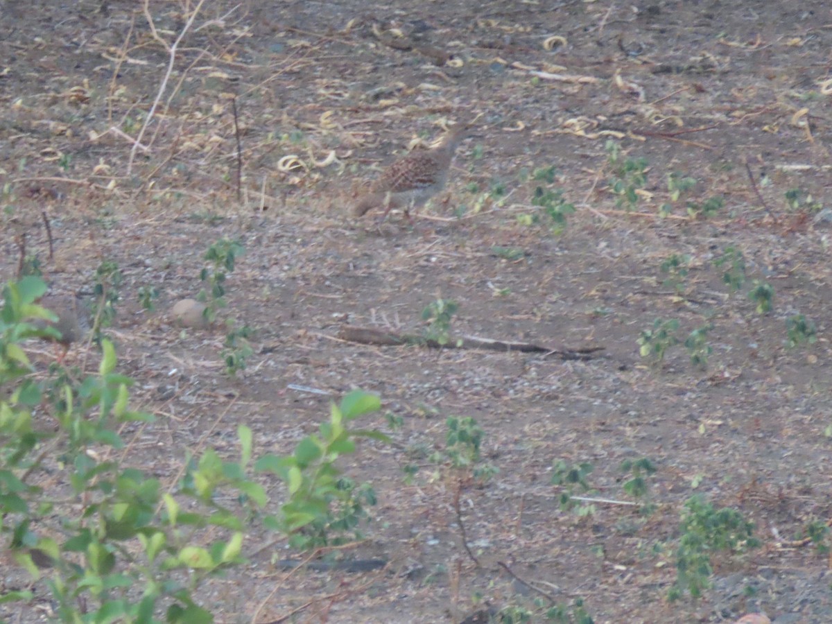 Gray Francolin - ML638165308