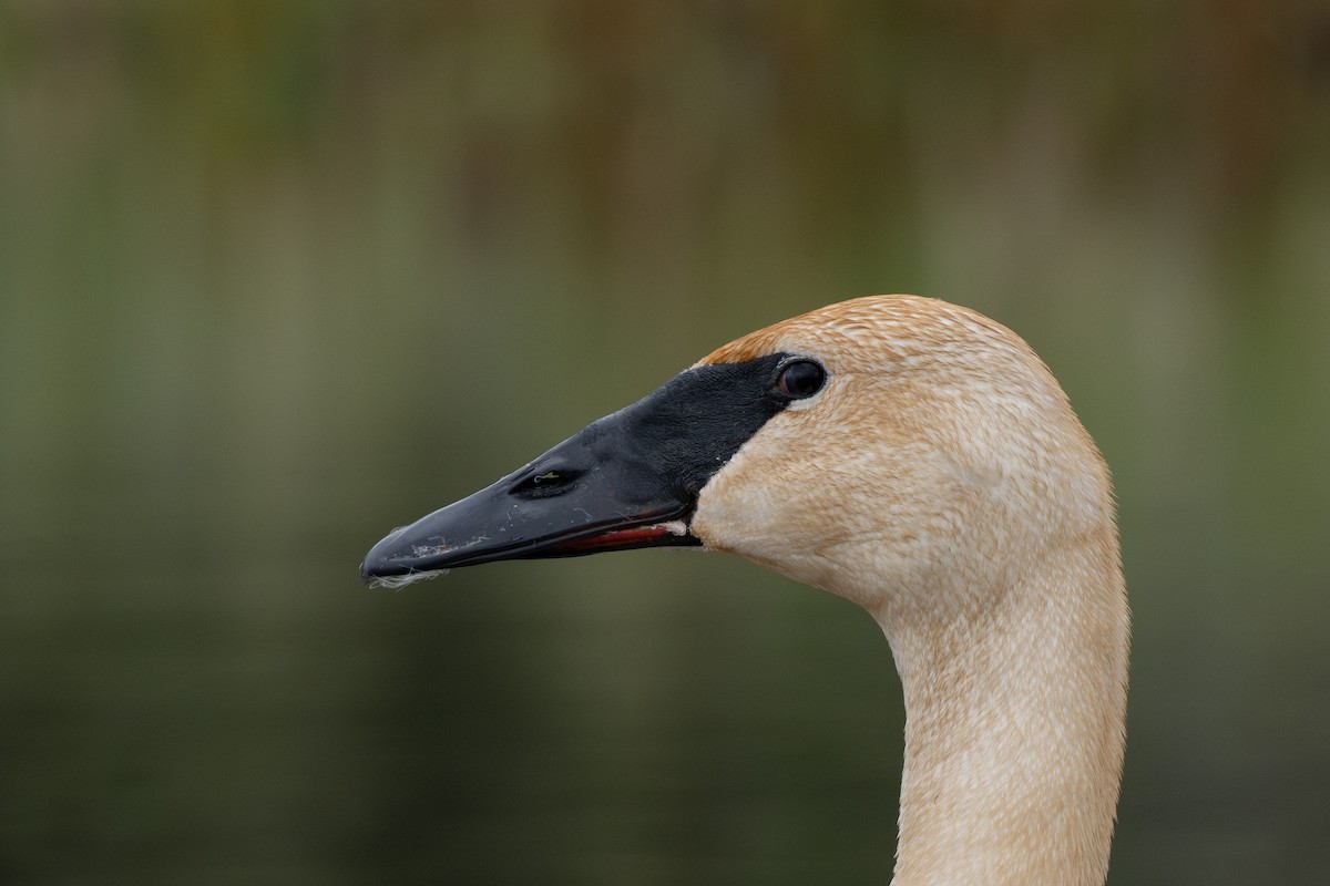 Trumpeter Swan - ML638165315