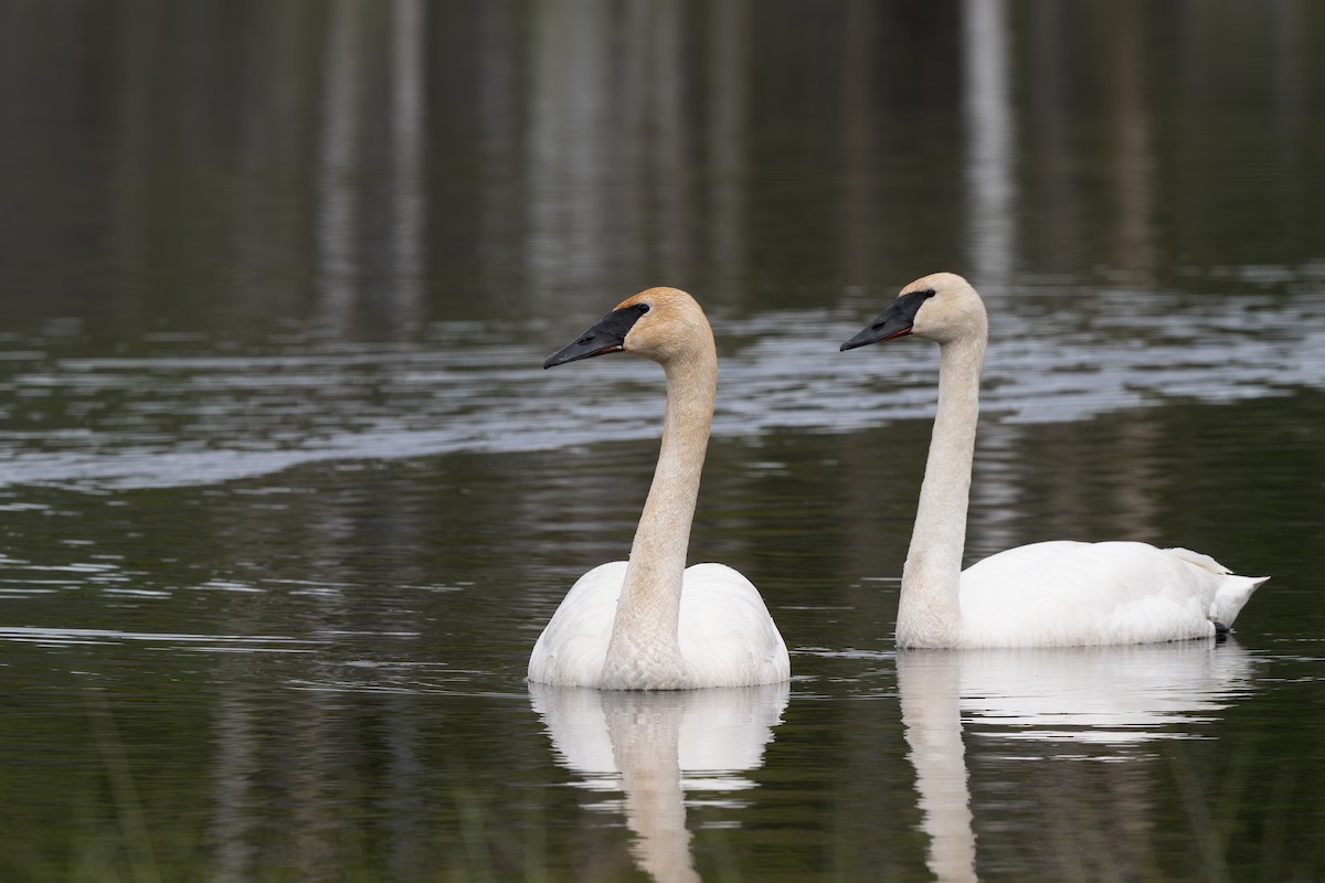 Trumpeter Swan - ML638165316