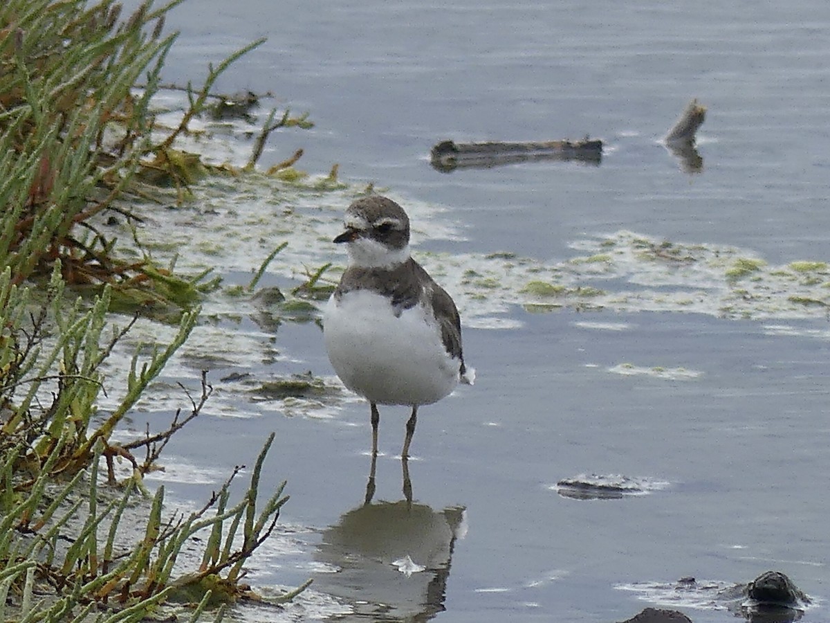 Semipalmated Plover - ML638165323