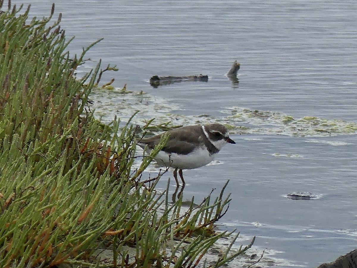 Semipalmated Plover - ML638165324