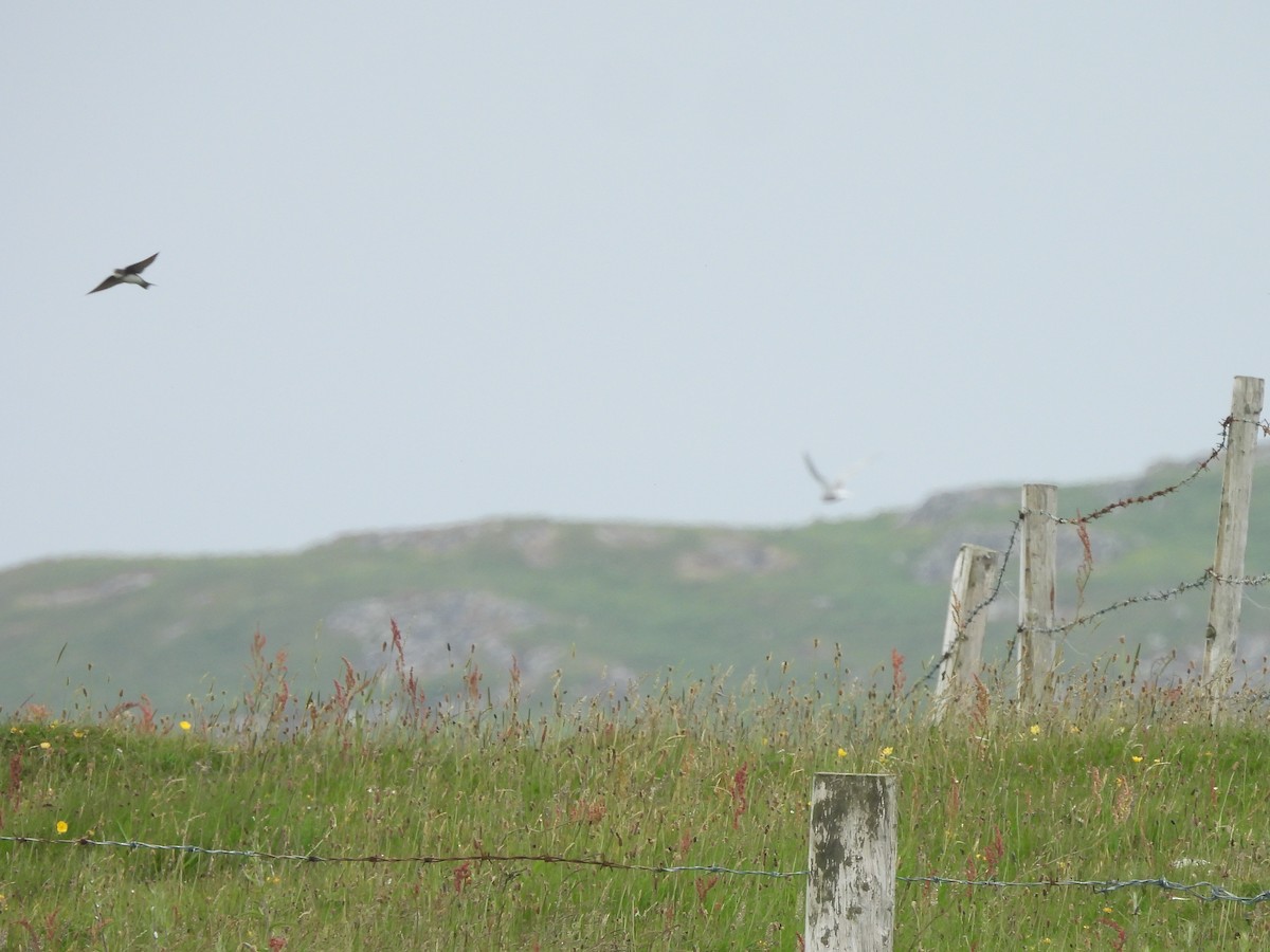 Береговушка - ML638165350