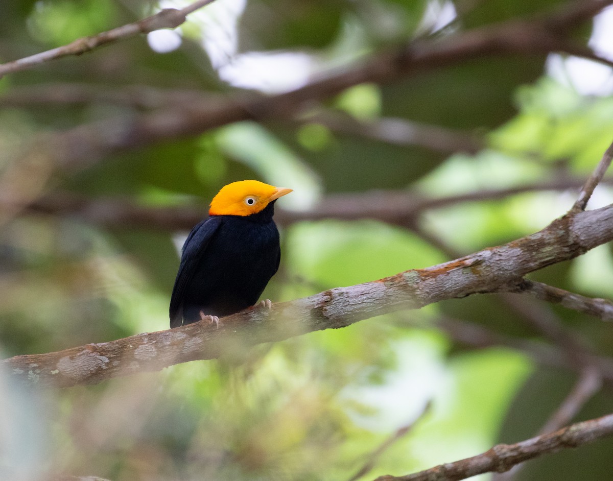 Golden-headed Manakin - ML638165376