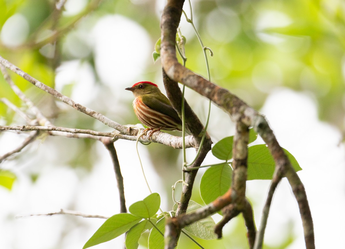 Striolated Manakin - ML638165382