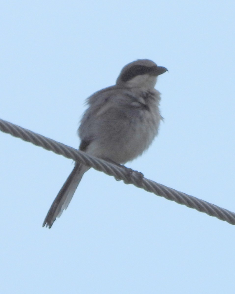 Pie-grièche migratrice - ML638165395