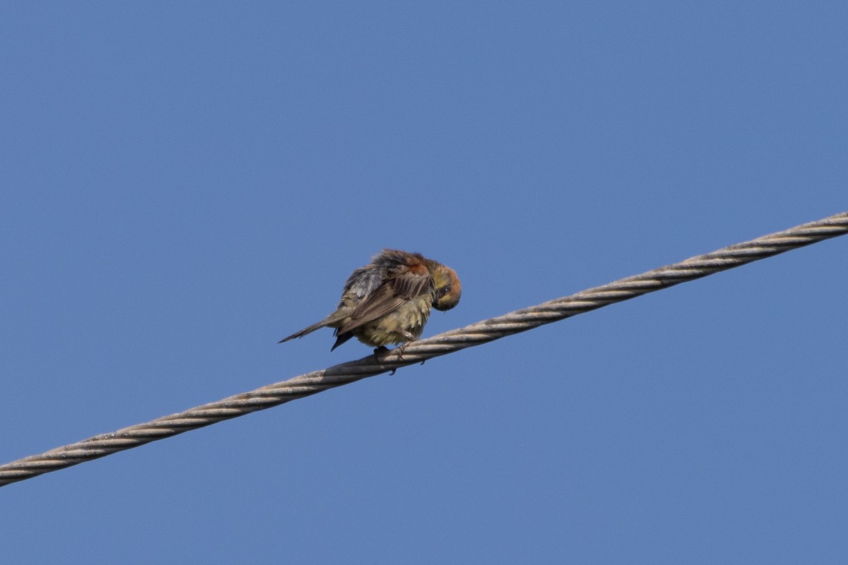 Plain-backed Sparrow - ML638165396