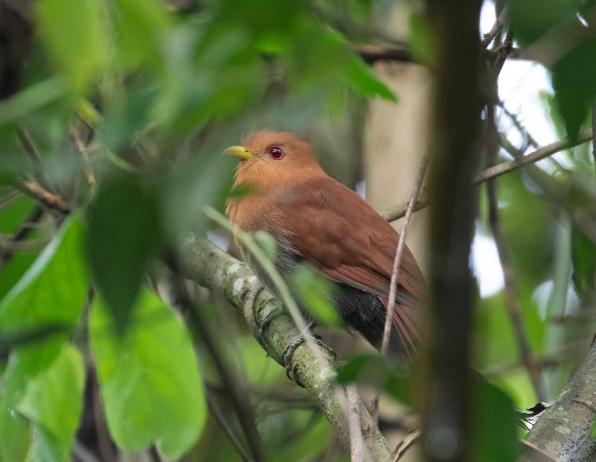 Little Cuckoo - ML638165425