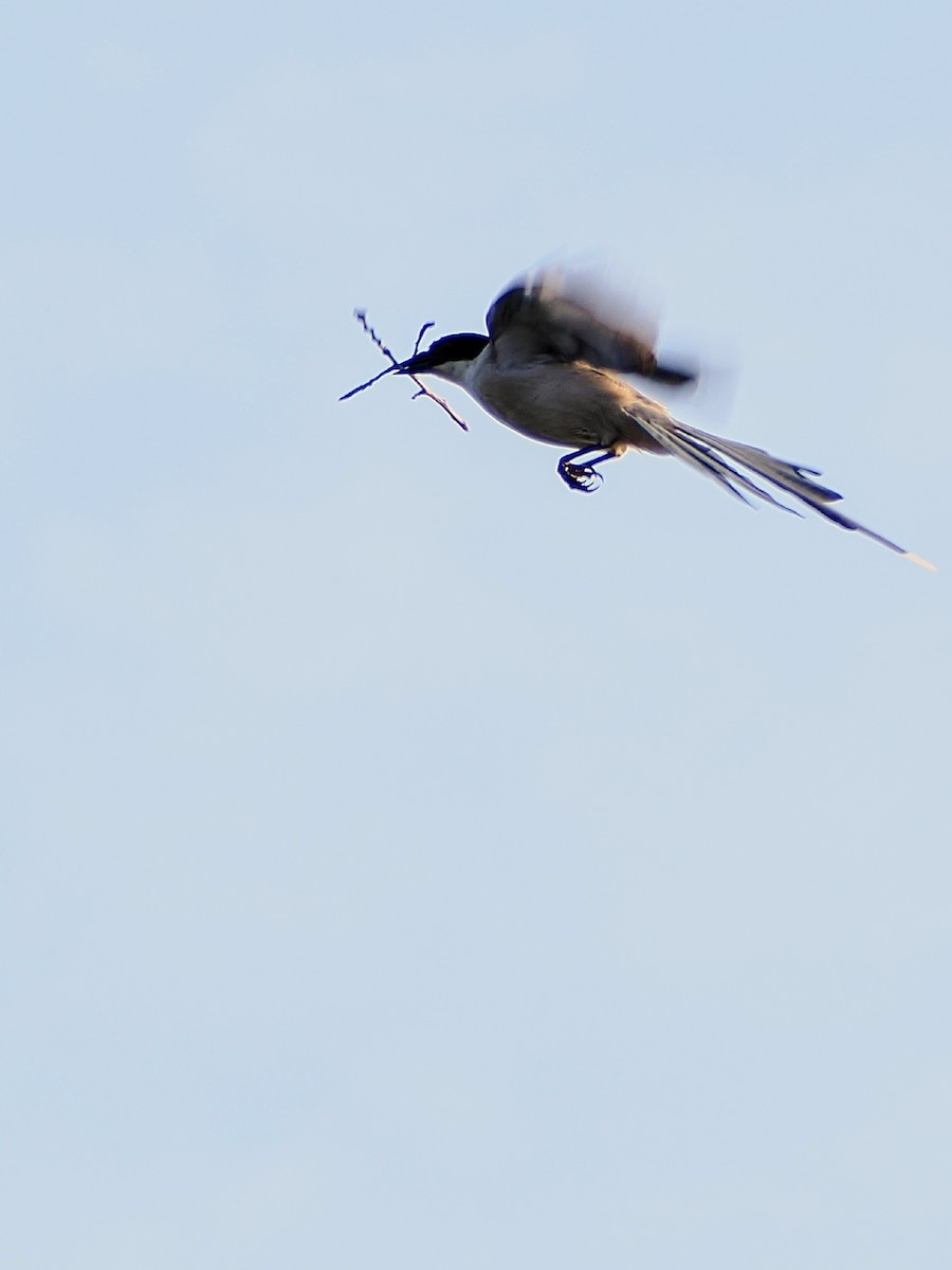 Azure-winged Magpie - ML638165489