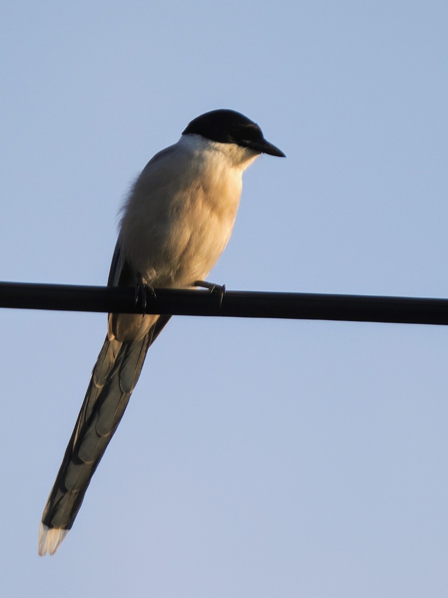 Azure-winged Magpie - ML638165490