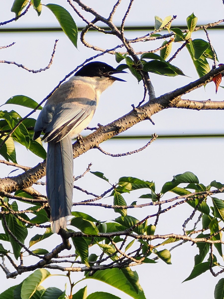Azure-winged Magpie - ML638165491