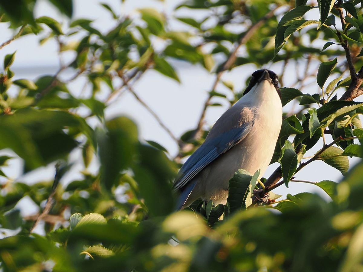 Azure-winged Magpie - ML638165492