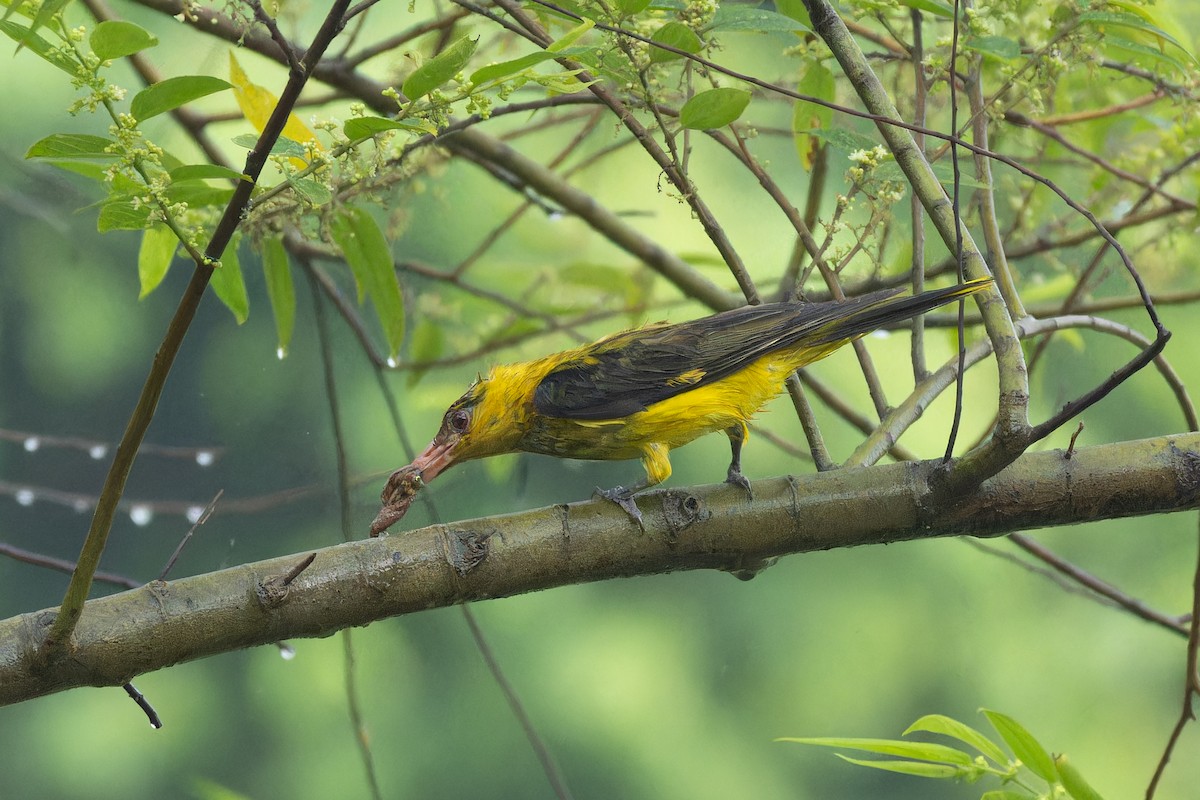 Indian Golden Oriole - ML638165532