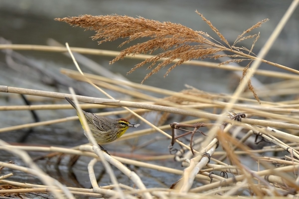 Palm Warbler - ML638165565