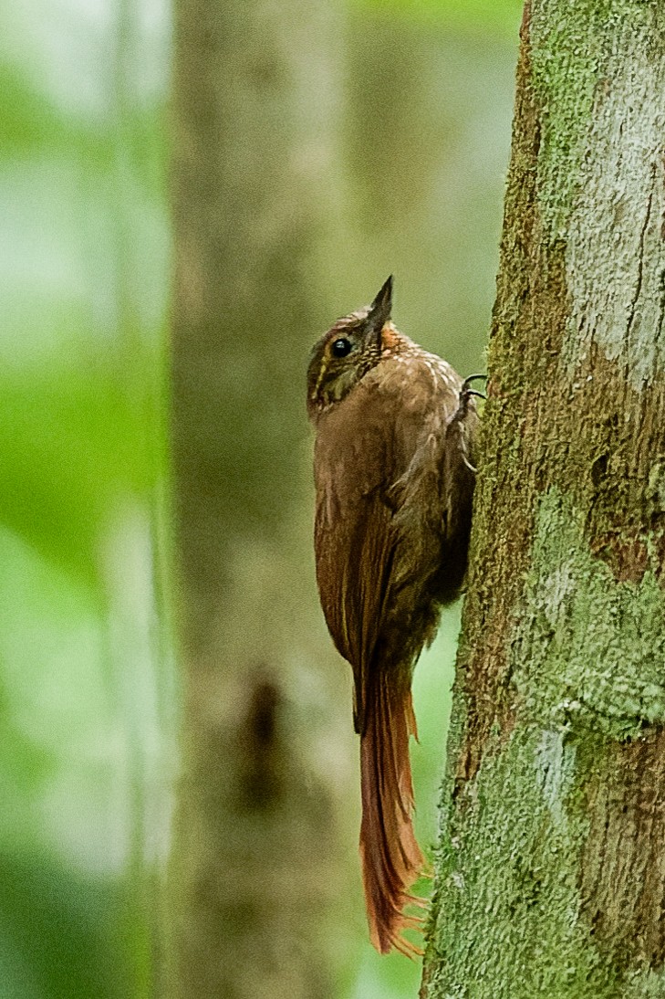 Wedge-billed Woodcreeper - ML638165572