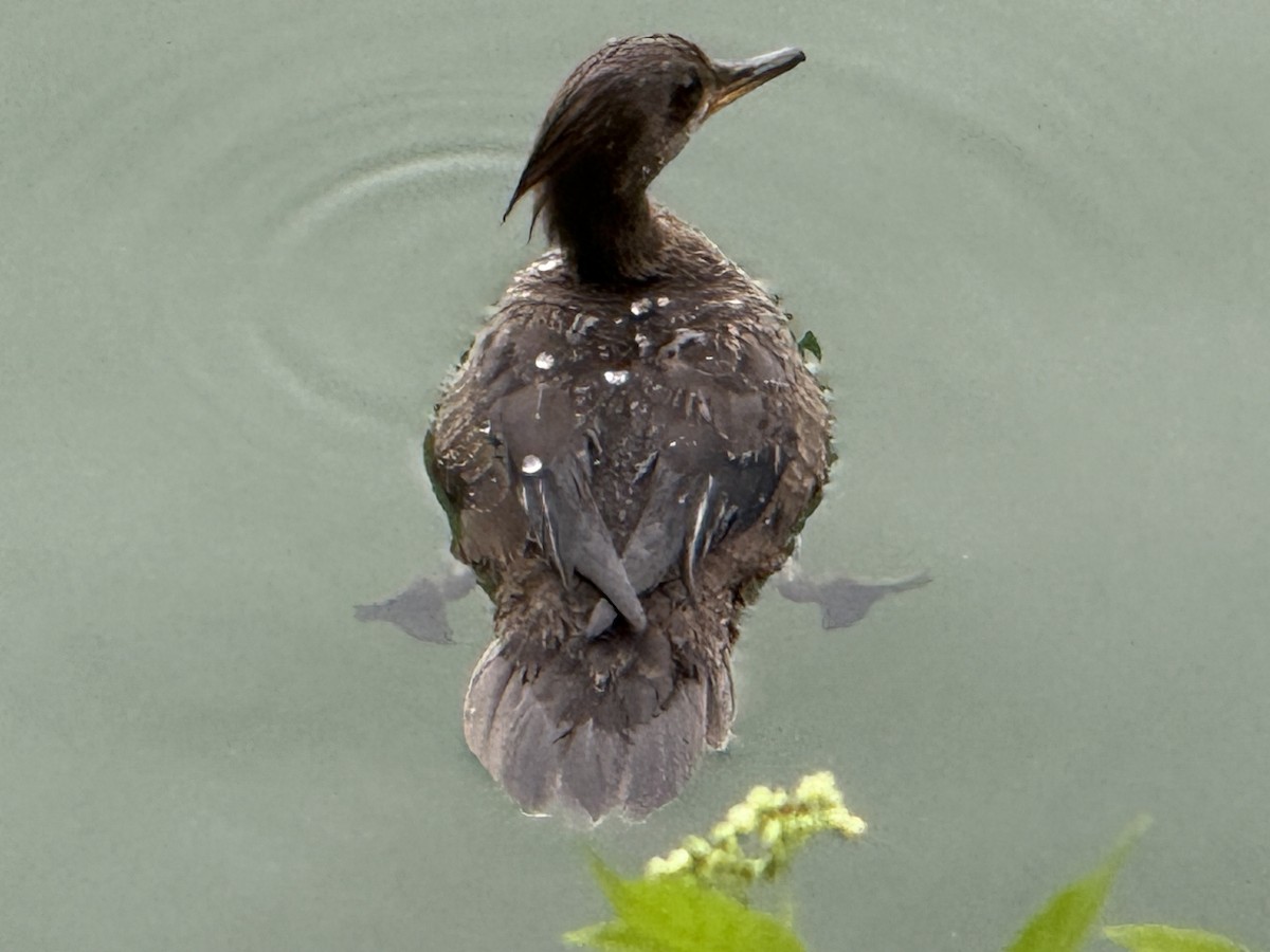 Hooded Merganser - ML638165619