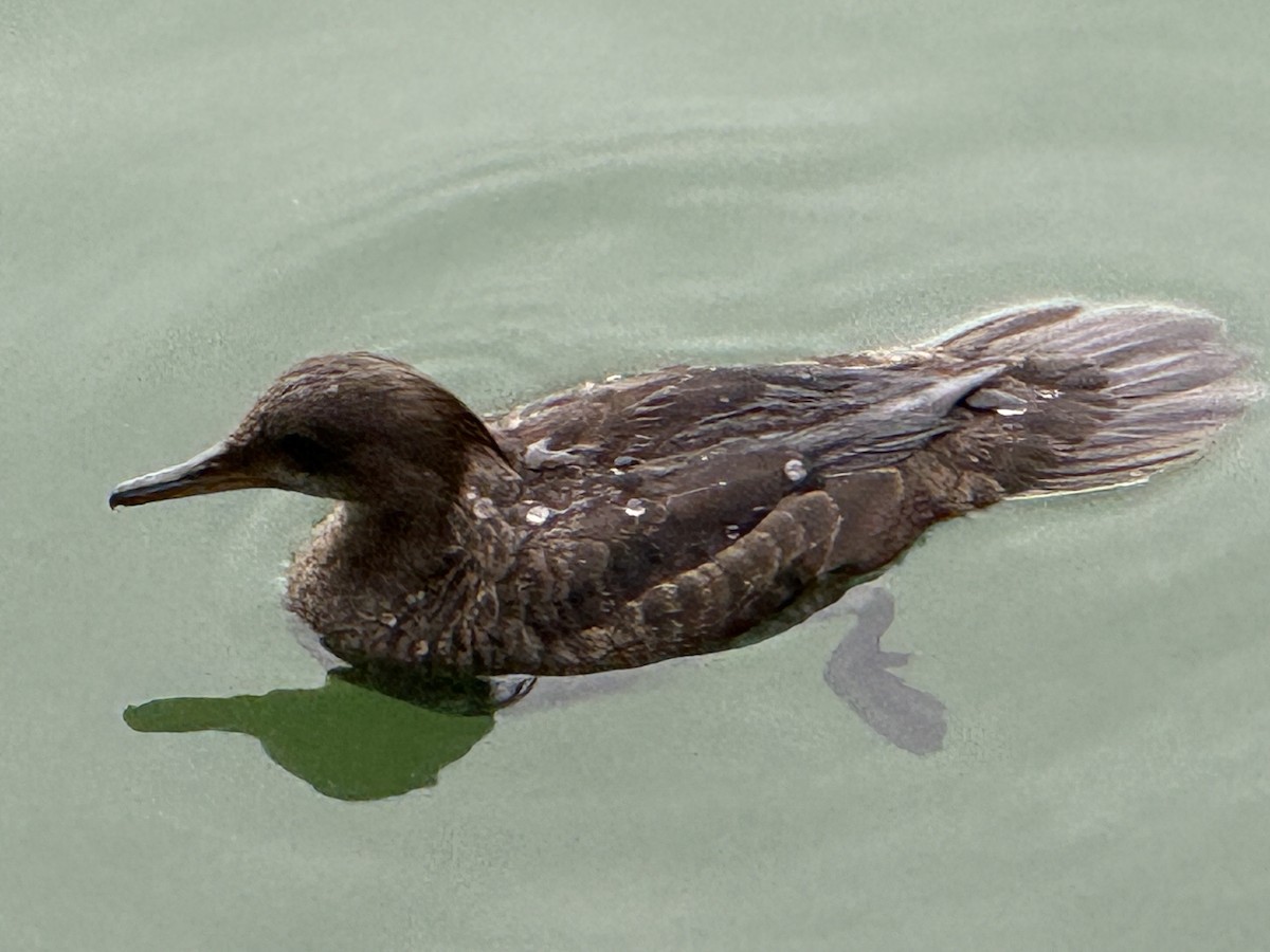 Hooded Merganser - ML638165620