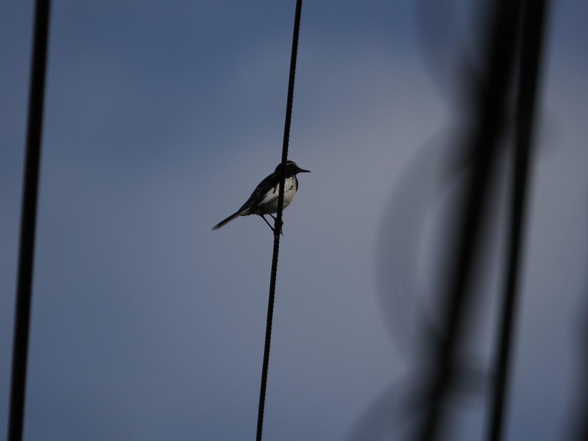 Japanese Wagtail - ML638165638
