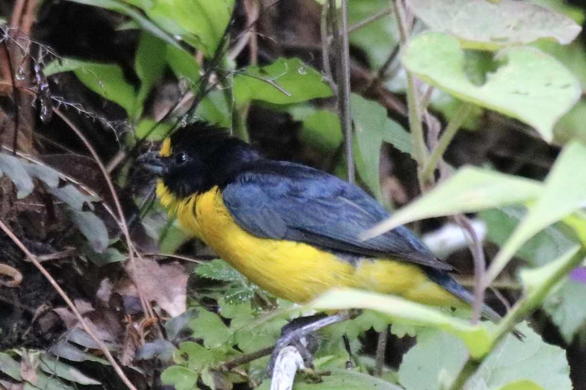 Yellow-throated Euphonia - ML638165646