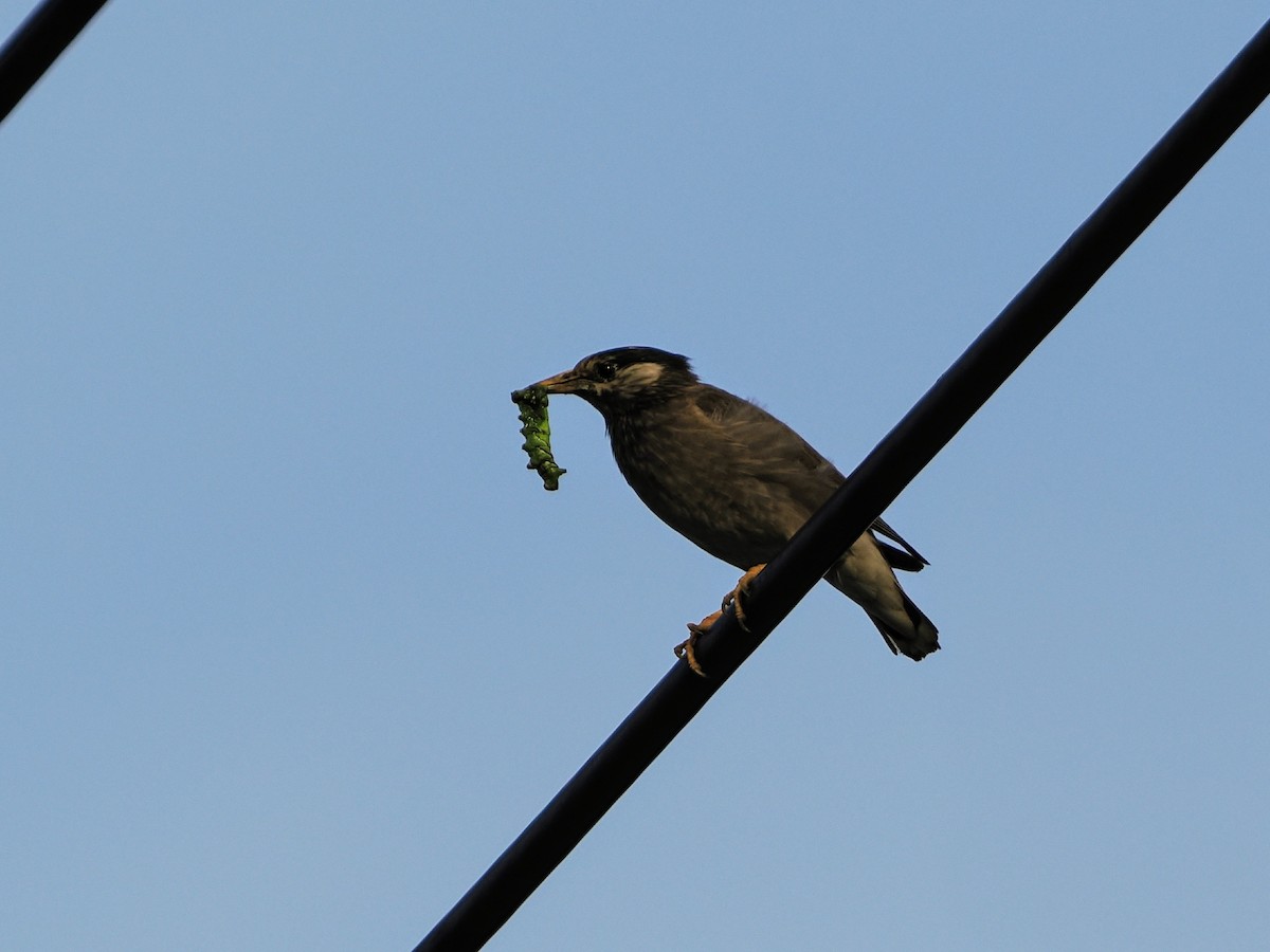 White-cheeked Starling - ML638165655