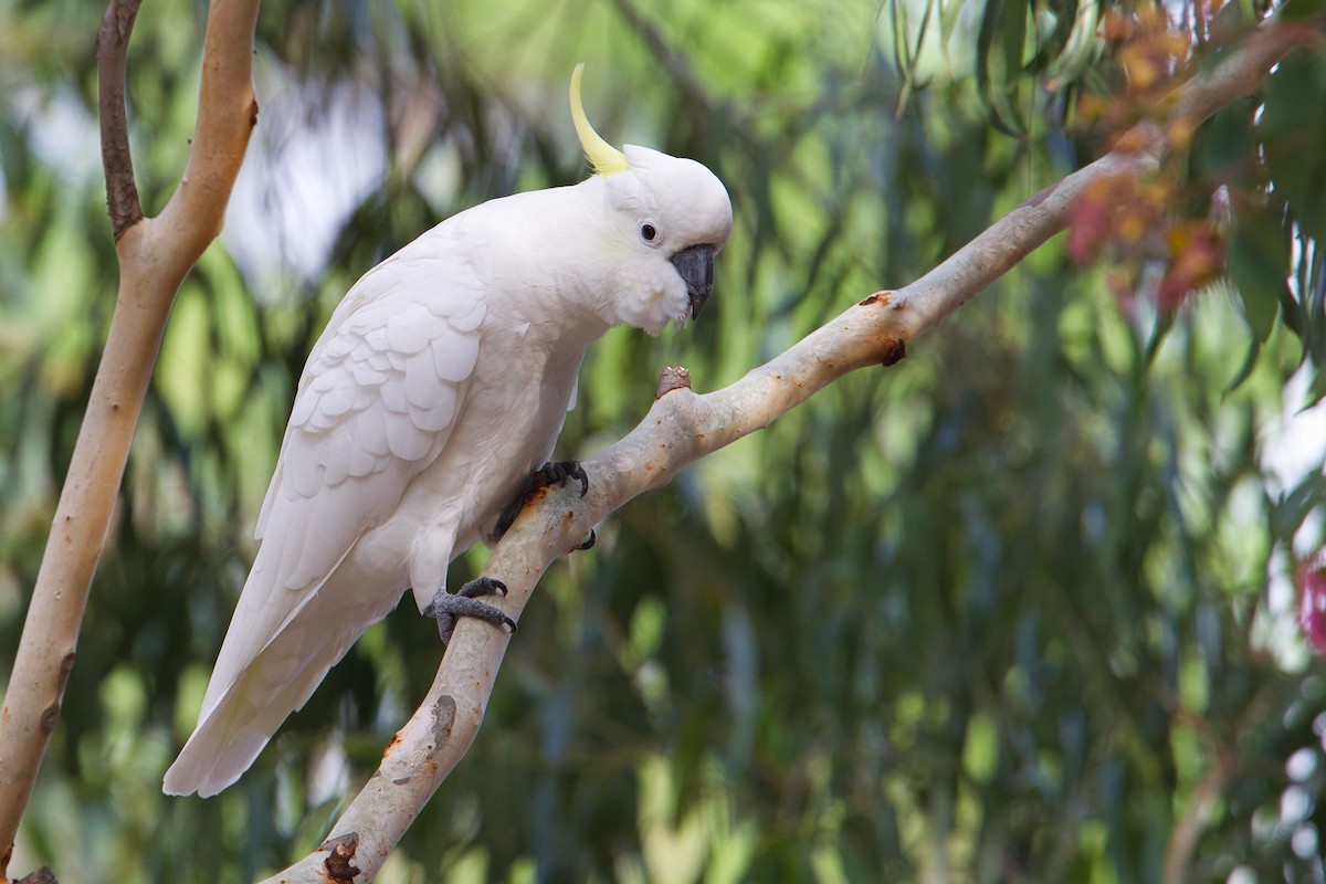 Sulphur-crested Cockatoo - ML638165696