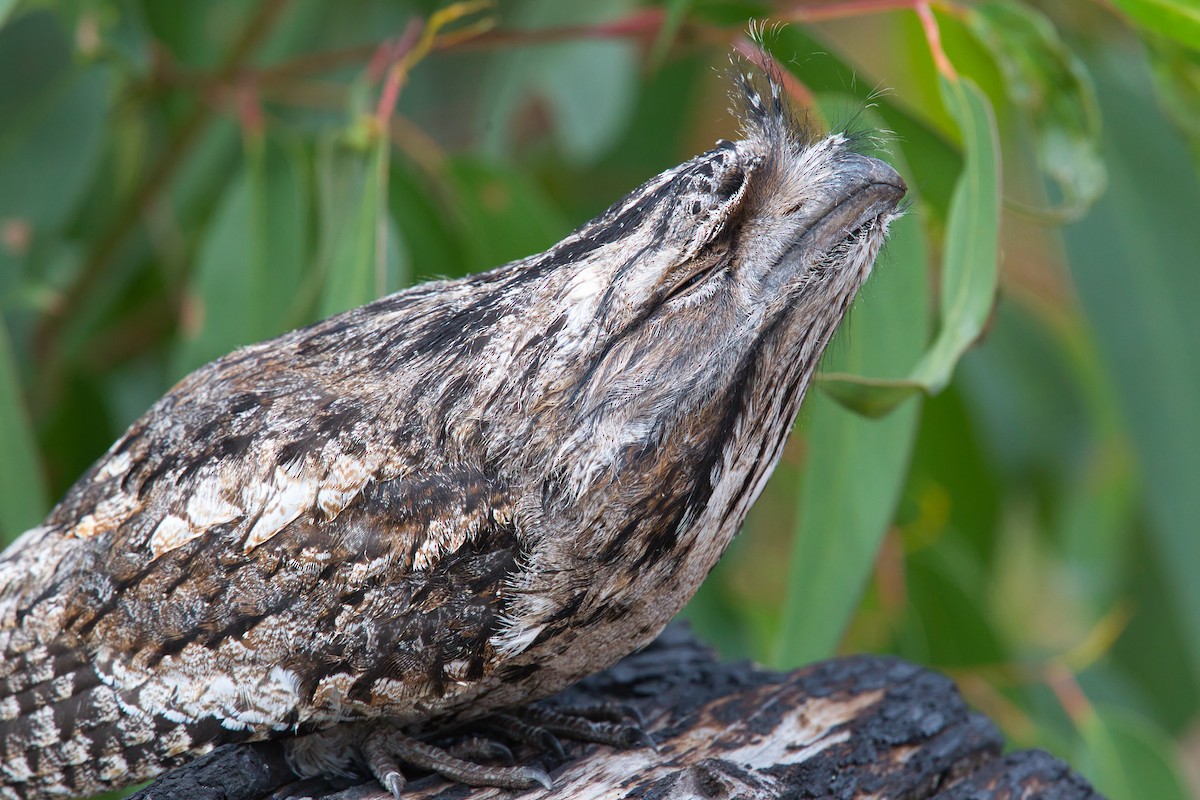 Tawny Frogmouth - Chris Hill
