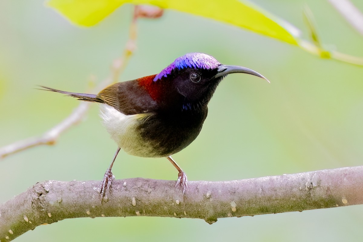 Schwarzkehl-Nektarvogel - ML638165726